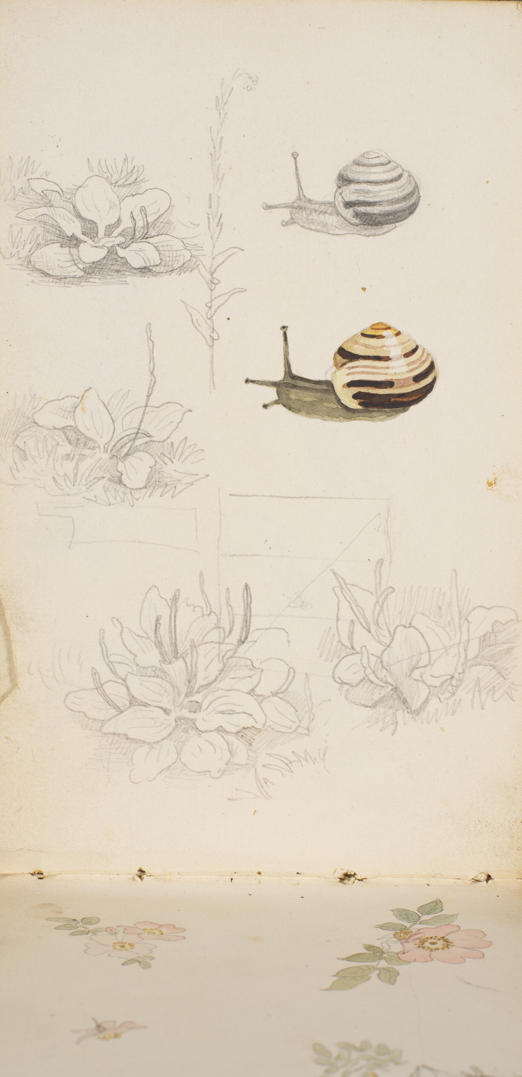 Fem plantestudier og to studier af en snegl